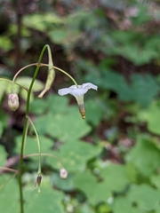 Vancouveria hexandra