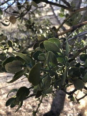 Phoradendron