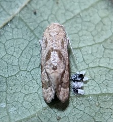 Platphalonidia magdalenae