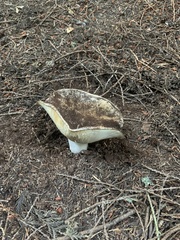 Russula brevipes