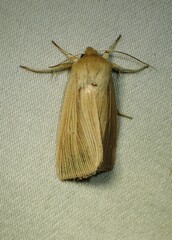 Mythimna