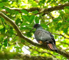 Ducula goliath