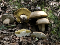 Boletus barrowsii