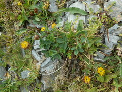 Trifolium badium