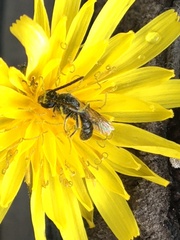 Lasioglossum