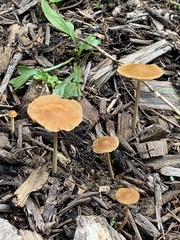 Pholiotina rugosa