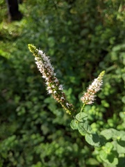 Mentha suaveolens