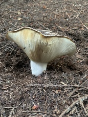 Russula brevipes