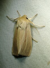 Mythimna
