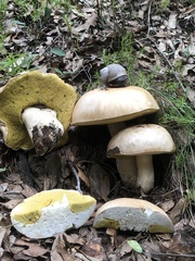 Boletus barrowsii