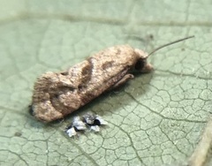 Platphalonidia magdalenae