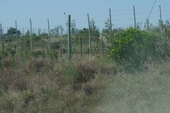 Osteospermum moniliferum