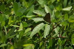 Euselasia thucydides