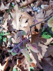 Teucrium