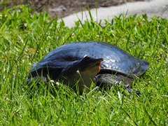 Apalone ferox