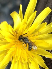 Lasioglossum