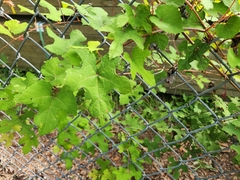 Vitis aestivalis