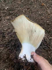 Russula brevipes