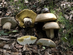 Boletus barrowsii