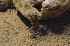 Bombina variegata