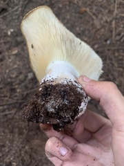 Russula brevipes