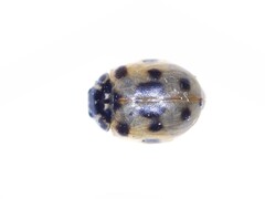 Adalia decempunctata