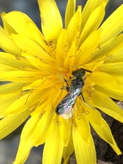 Lasioglossum