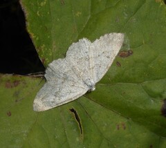 Gnophini