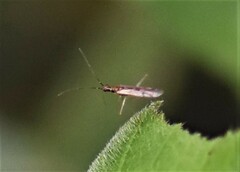 Dicyphus errans