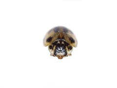 Adalia decempunctata