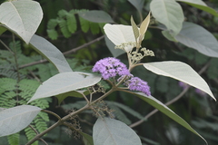 Callicarpa