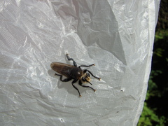 Laphria gibbosa