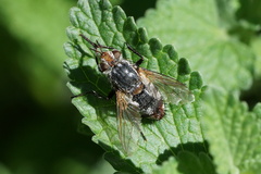 Tachininae