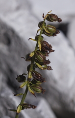 Epipactis