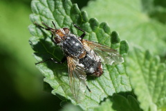 Tachininae