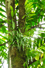 Bulbophyllum