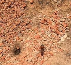Dasymutilla creon
