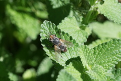 Tachininae