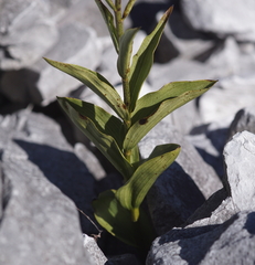 Epipactis