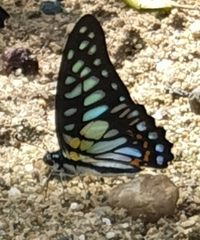 Graphium chironides