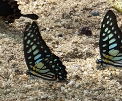 Graphium chironides