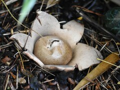 Geastrum triplex
