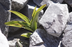 Epipactis