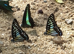 Graphium chironides