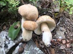 Boletus barrowsii