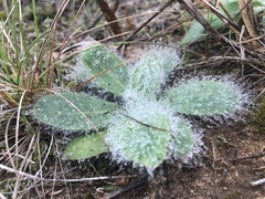Hieracium longipilum