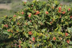 Burchellia bubalina