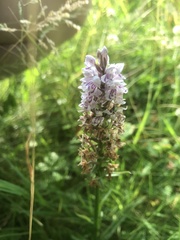 Dactylorhiza fuchsii fuchsii