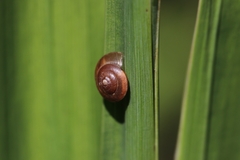 Hygromia cinctella