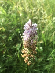 Dactylorhiza fuchsii fuchsii